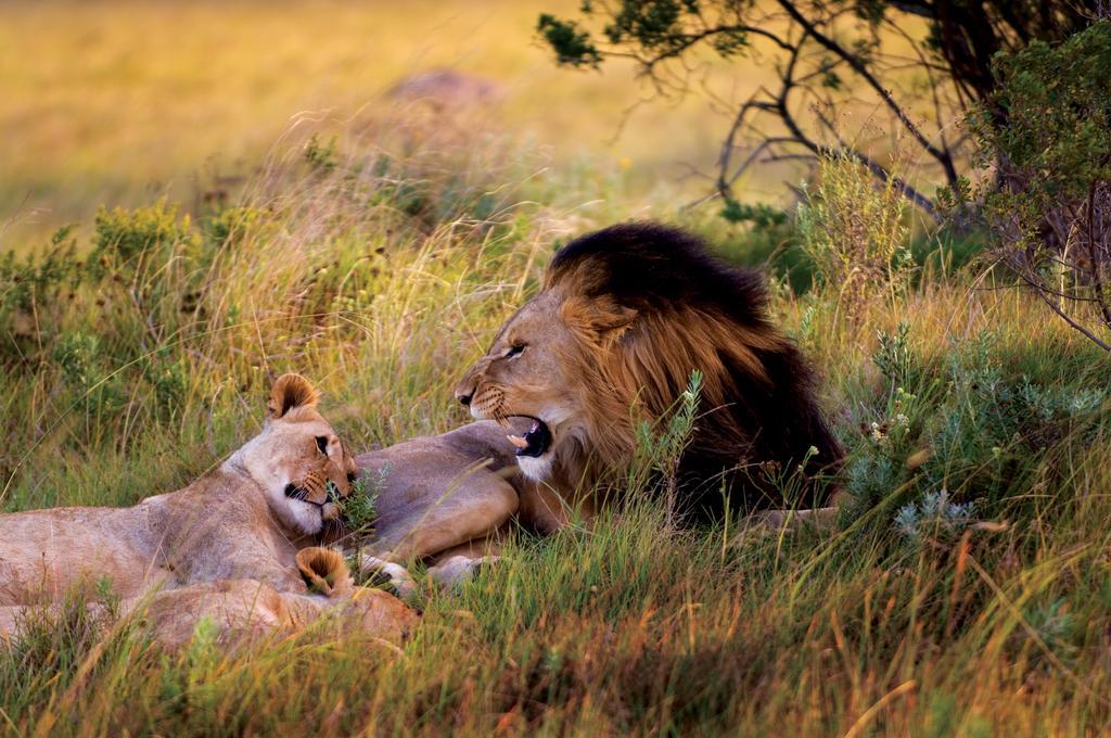 Lalibela Game Reserve - Kichaka Lodge Paterson Buitenkant foto
