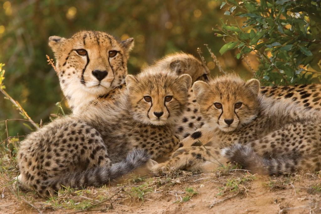 Lalibela Game Reserve - Kichaka Lodge Paterson Buitenkant foto