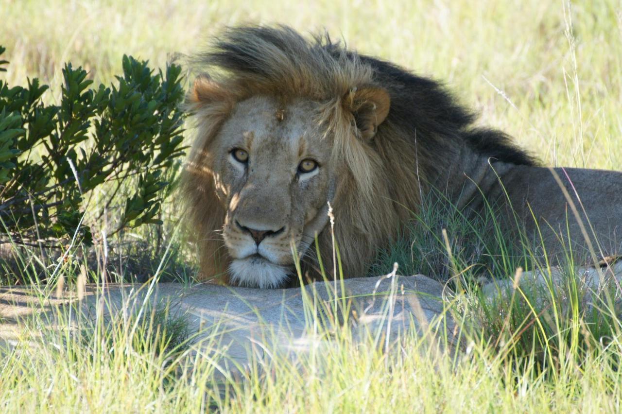 Lalibela Game Reserve - Kichaka Lodge Paterson Buitenkant foto