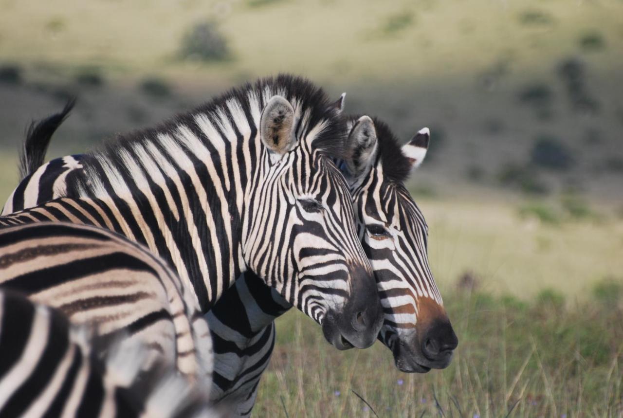Lalibela Game Reserve - Kichaka Lodge Paterson Buitenkant foto