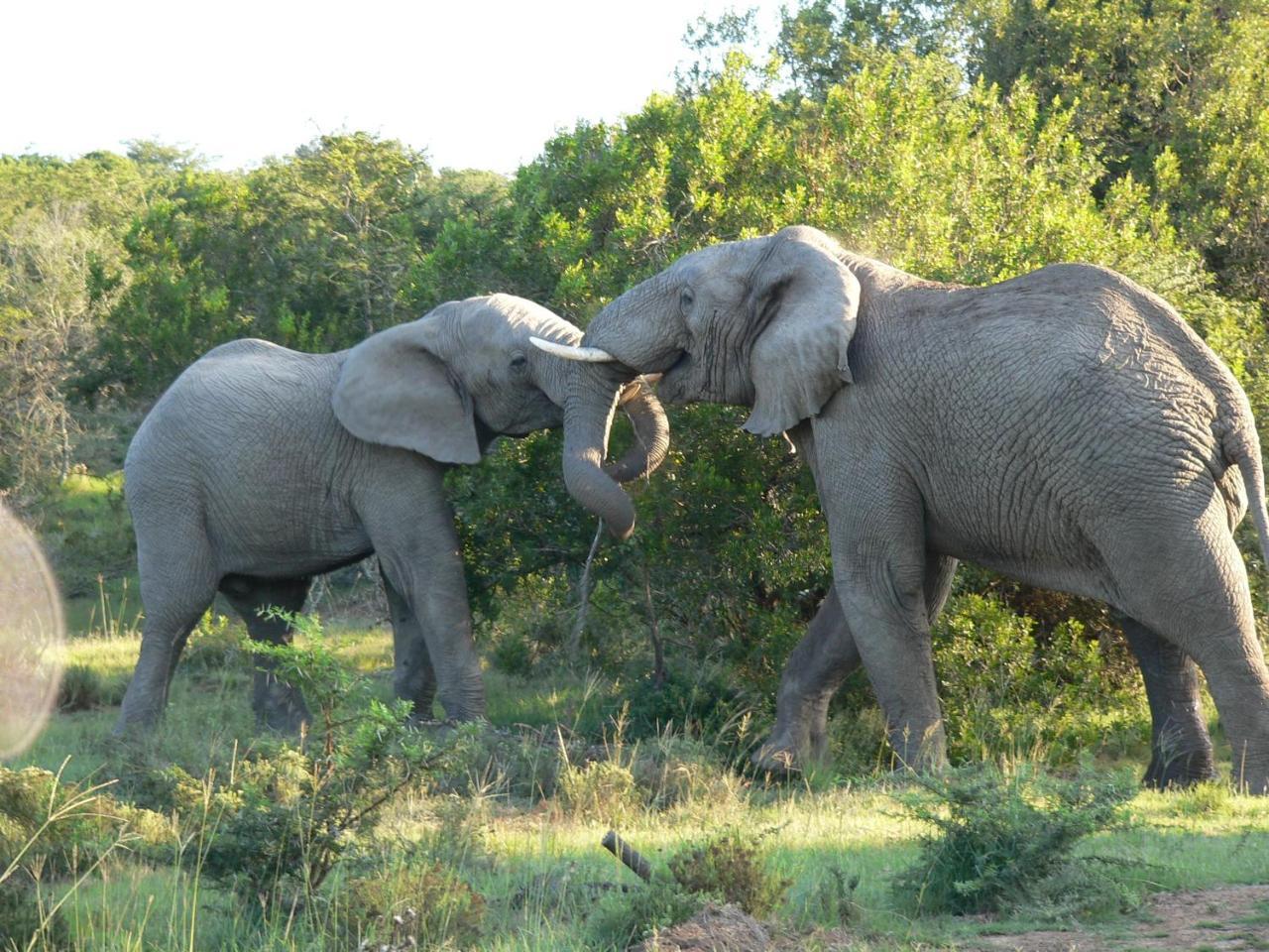 Lalibela Game Reserve - Kichaka Lodge Paterson Buitenkant foto